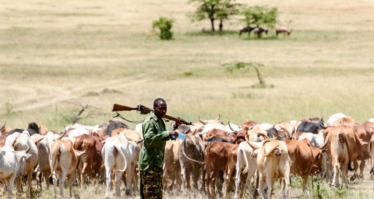 Herder and Cattle | flickr | MudflapDC | CC BY-NC-ND 2.0 Herder and Cattle | flickr | MudflapDC | CC BY-NC-ND 2.0